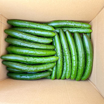 高知県産きゅうり20kg約200本入 | 野菜/きゅうり 産直アウル 農家から