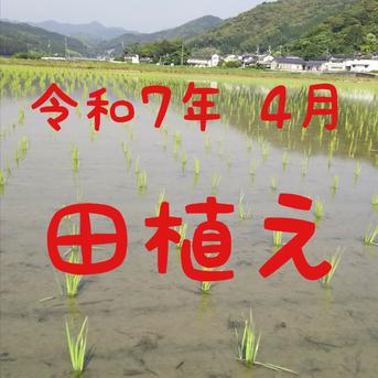 送料込み 令和7年産 高知県産 コシヒカリ 玄米25㎏(袋込み) | 米