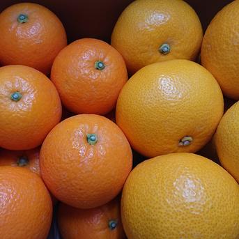 【送料込み】旬の柑橘セット 『ネーブルオレンジ』と『八朔(はっさく)』　5ｋｇ 5kg 果物/オレンジ・その他みかん通販
