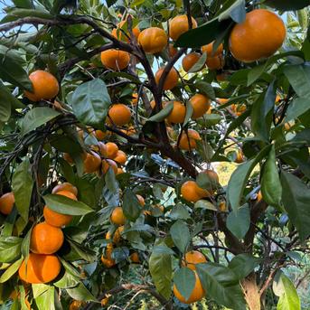 果汁溢れる！甘くて酸っぱい【田口早生】みかん 5kg | 果物/果物セット