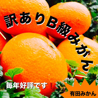 5周年限定　訳ありみかん Ｂ級品 4.5キロ　サイズSからL 4.5kg 果物/温州みかん通販