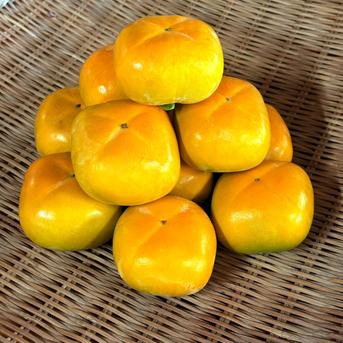 送料込】贈答用刀根早生柿 箱込3kg 北海道用 ｜ 果物/柿 産直アウル 