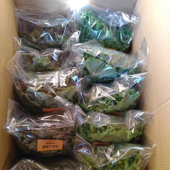【5周年記念】レタス詰め合わせ 2kg以上 野菜/レタス通販