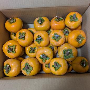 渋柿 平核無柿5.5kg 20~25個 | 果物/柿 産直アウル 農家から直接野菜