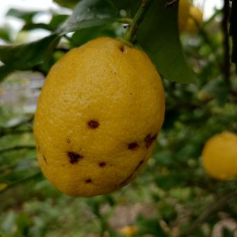 レモン色みかん10キロ箱込（農薬・化学肥料不使用）最後です！ 訳あり島レモン（10kg）（栽培期間中農薬、化学肥料不使用 ｜ 果物/香