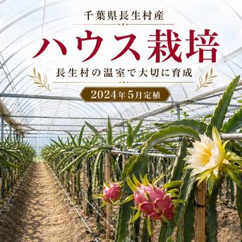 千葉県長生村産 赤肉ドラゴンフルーツ 約2kg（6～8玉）産地直送