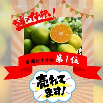 甘すぎる有田みかん 最高級 4kg 少農薬 地元から愛される新品種YN26 4kg 果物/温州みかん通販