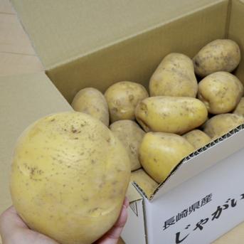 じゃがいも「ながさき黄金」 ｜ 野菜/じゃがいも 産直アウル 農家