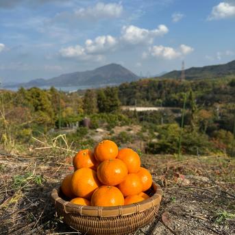 ジューシー！島風みかん🍊【農薬不使用】10キロ愛媛県大三島産 | 果物