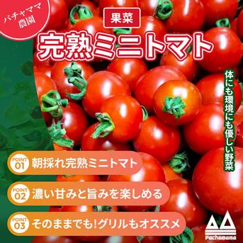 マドマド 完熟ミニトマト 1.6kg パチャママ農園 2026 ｜ 野菜/トマト 産直