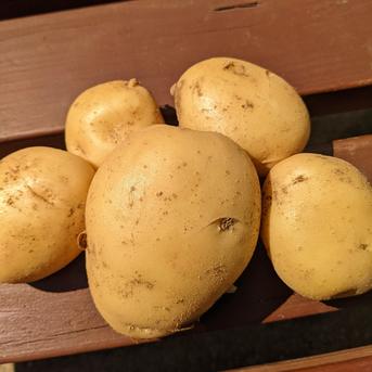 【送料がお得！！】掘りたてホクホク！春じゃがいも ニシユタカ　20kg 新じゃがいも20kg 野菜/じゃがいも通販