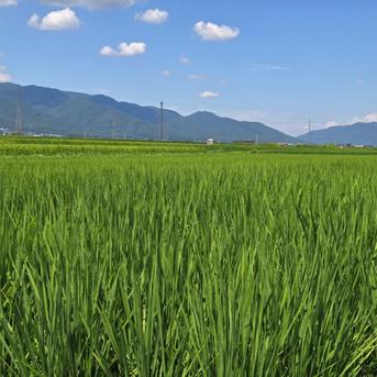 白米】コシヒカリ 10Kg 送料無料 令和7年 長野県産 新米 ｜ 米・穀物