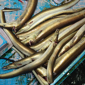 信頼できる魚屋さんが骨切りしたハモ🤩絶品 2本分 魚介類/鱧通販
