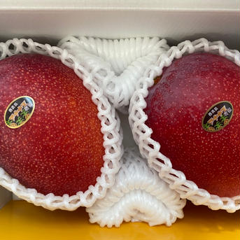 完熟マンゴー　秀品1kg(2〜3個) 1kg(2〜3個) 果物/マンゴー通販