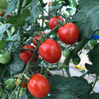 食べ比べ😋湖国のミニトマト5種類以上詰め🍅 ミニトマト5色以上3.8㌔ 野菜/トマト通販