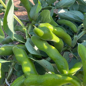 【選別漏れ】無農薬そら豆（陵西一寸）1kg 1kg 野菜/豆類通販