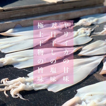 ぷりぷり★絶品ヤリイカの一夜干し20枚(大中サイズ) ヤリイカ20枚 魚介類/イカ通販