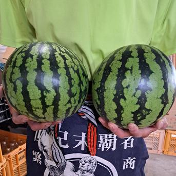 山形県産 すいか 羅皇ザ・スウィート Lサイズ 2玉入り ｜ 果物/スイカ