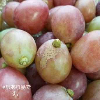 二箱　訳あり　忍まる　葡萄　ぶどう　果物　くだもの　にん忍葡萄園　※ご購入から１日～３日以内に発送 二箱 約1800g 果物/ぶどう通販