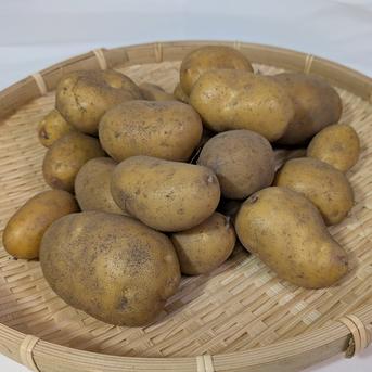 北海道産　インカのめざめ ４．５ｋｇ インカのめざめ　４．５ｋｇ 野菜/じゃがいも通販