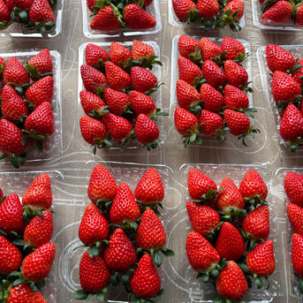 12/10より収穫開始】1箱4パック！やよいひめ•よつぼし•おいCベリー