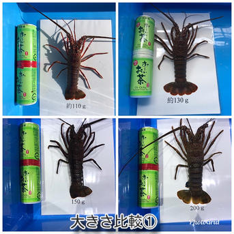 訳あり　千葉県産　特大活伊勢海老　900-950ｇ×1匹 活伊勢海老　900-950ｇ×1匹 魚介類/エビ通販