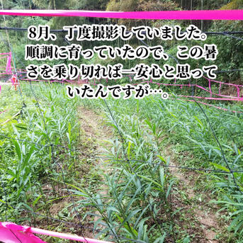 囲い生姜 農薬肥料栽培期間中不使用 露地栽培 熊本県産 4kg | 野菜
