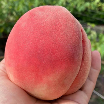 お得！【南アルプスの桃🍑幸茜】４キロ 減農薬/無肥料/除草剤不使用 ４キロ(約15個前後) 果物/もも通販