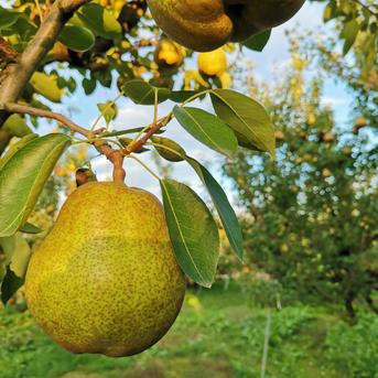 山形県産 特選ラ・フランス】5kg（24～20玉）🍐芳醇な香り