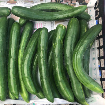 【1.5kg】露地きゅうり キュウリ1.5kg 野菜/きゅうり通販