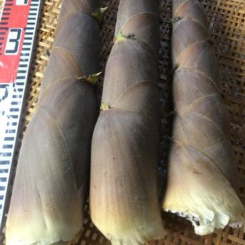 【最短発送】兵庫産　朝掘りたけのこ(はちく）2.6kg 2.6ｋｇ 野菜/たけのこ通販
