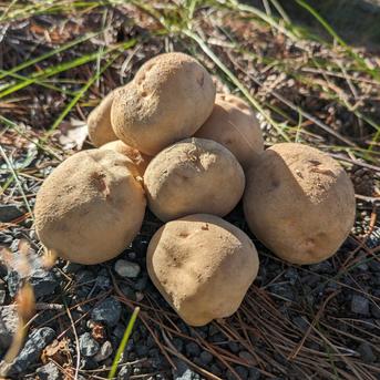 やさしい風の肥料・農薬不使用自然栽培じゃがいも 約5キロ 野菜/じゃがいも通販