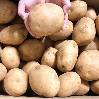 【セール】 新じゃがいも 送料無料 20kg M~3Lサイズ混合 赤土 南国の恵み Vegetables