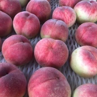 山梨県産✨朝採れ桃🍑 総重量２キロ前後 果物/もも通販