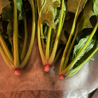 長野県産ほうれん草1kg 1kg 野菜/ほうれん草通販