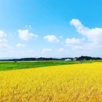 10kg新米 大粒厳選☆低温熟成乾燥　極みのつや姫　山形県　令和3年度産 10kg(精米すると1割目減りします) 米・穀物/米/精米通販