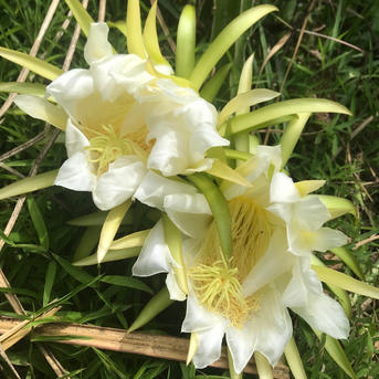 石垣島産『ドラゴンフルーツ』1キロ（赤玉）3〜4個 | 果物/ドラゴン