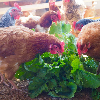 80個入の平飼い卵】上品な甘みとコクのある昔ながらの美味しさ ｜ 卵