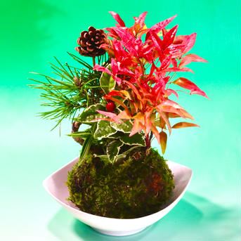 苔玉　招福㊗️ 高さ約30㌢〜40㌢　重さ約500㌘　苔玉直径12〜13㌢ 花・植物/花・植物通販