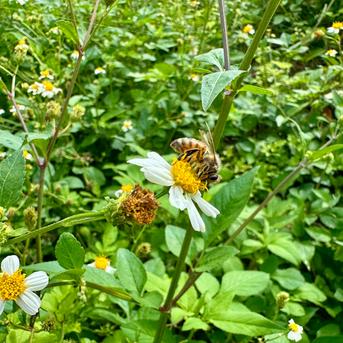 沖縄県産 生はちみつ280g｜非加熱RAW HONEY ｜ はちみつ/はちみつ 産直