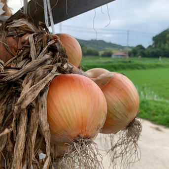 淡路島からのハラペーニョ400g ｜ 野菜/野菜セット・詰め合わせ 産直