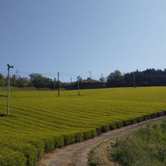 (送料無料)八女茶たつみ園1番人気の煎茶清風100ｇ5本セット 100g×5 お茶/緑茶通販