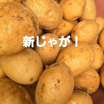 春一番新じゃが！馬鈴薯(ニシユタカ)2キロ(内容量1.8キロ) ｜ 野菜