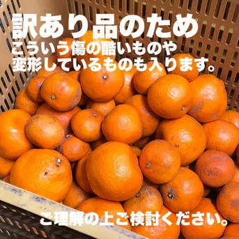 山北みかん 2Lサイズ 1.5kg 高知県産 訳あり(家庭用) 1.5kg / 8~9玉 果物/温州みかん通販
