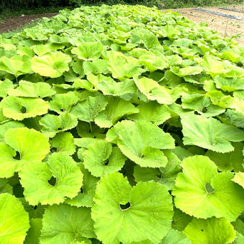 大澤農園の蕗(ふき) 800g(約50本/34cm) 野菜/その他野菜通販