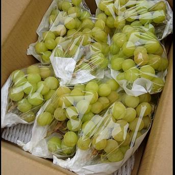 完熟シャインマスカット約2kg ご家庭用（小粒〜中粒5〜8房)　簡易梱包 約2kg 果物/ぶどう通販