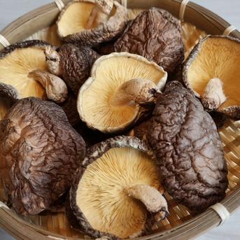香信（こうしん）中葉 120g（60g✕2個）原木乾しいたけ 大分県国東産