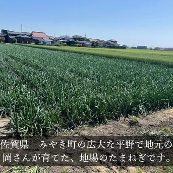 佐賀県みやき町農家 岡さんちのたまねぎ10キロ ｜ 野菜/玉ねぎ 産直