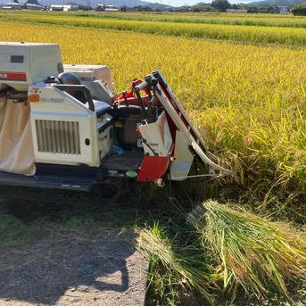 佐賀県産夢しずく精米済み29キロ箱風袋込み 佐賀県産夢しずく精米済み29キロ箱風袋込み