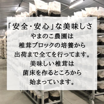 クール便発送　形が悪いまま成長したシイタケ1キロ送料込み 重量1キロ　本数収穫日によりけり 野菜/きのこ通販